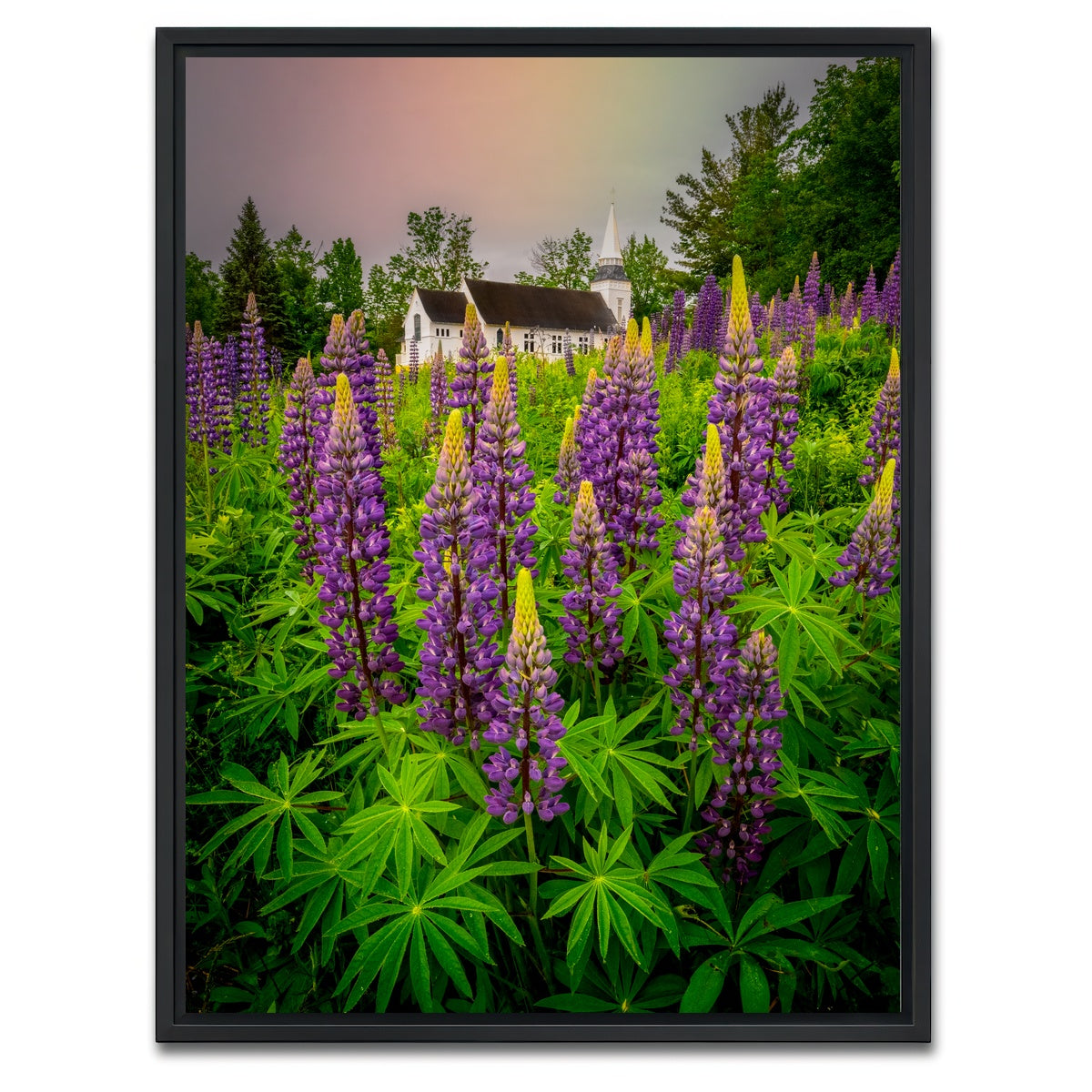 AUTO-MOCKUP WHITE | New Hampshire Lupines | 1 Piece | Black Framed Canvas | group=3x4
