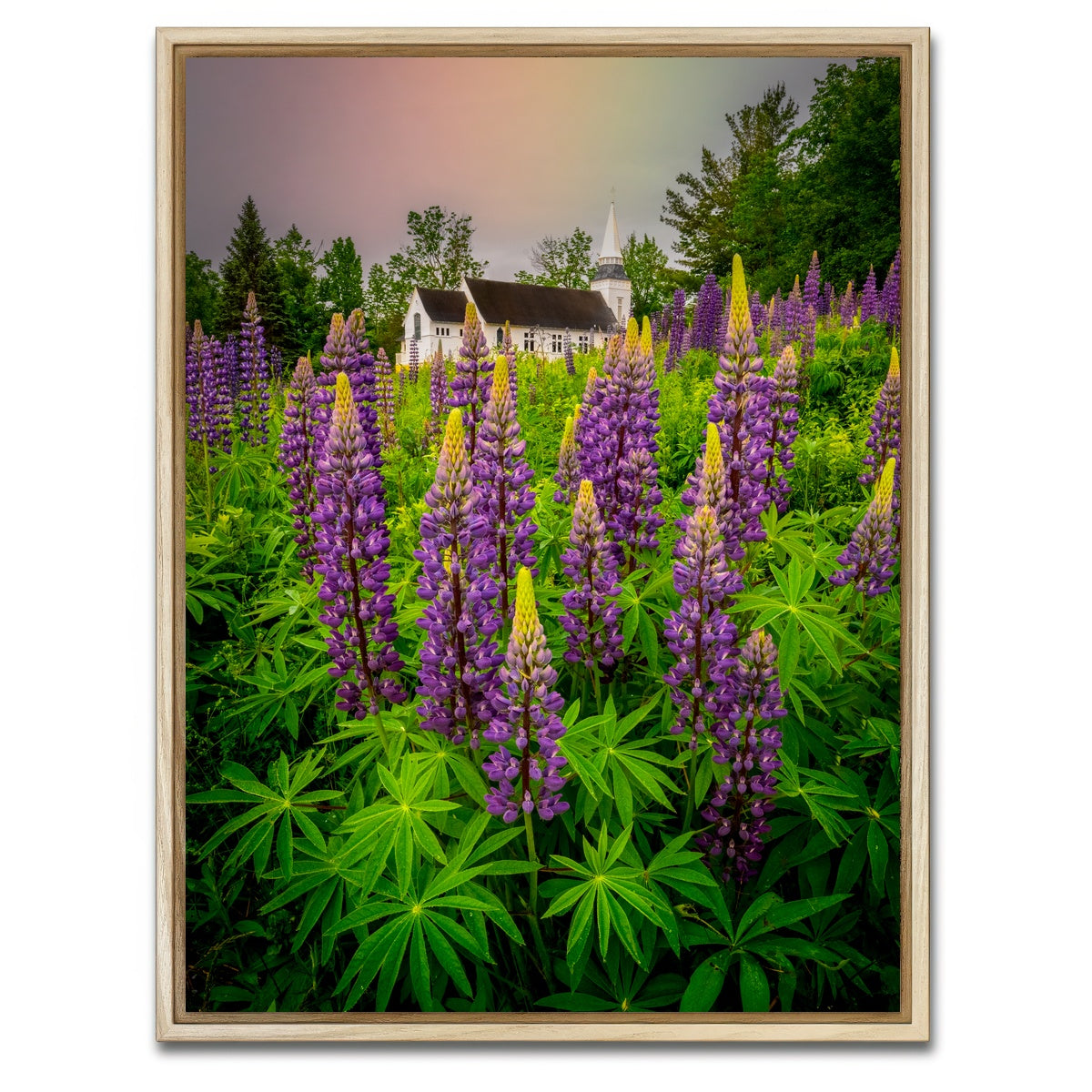 AUTO-MOCKUP WHITE | New Hampshire Lupines | 1 Piece | Natural Framed Canvas | group=3x4