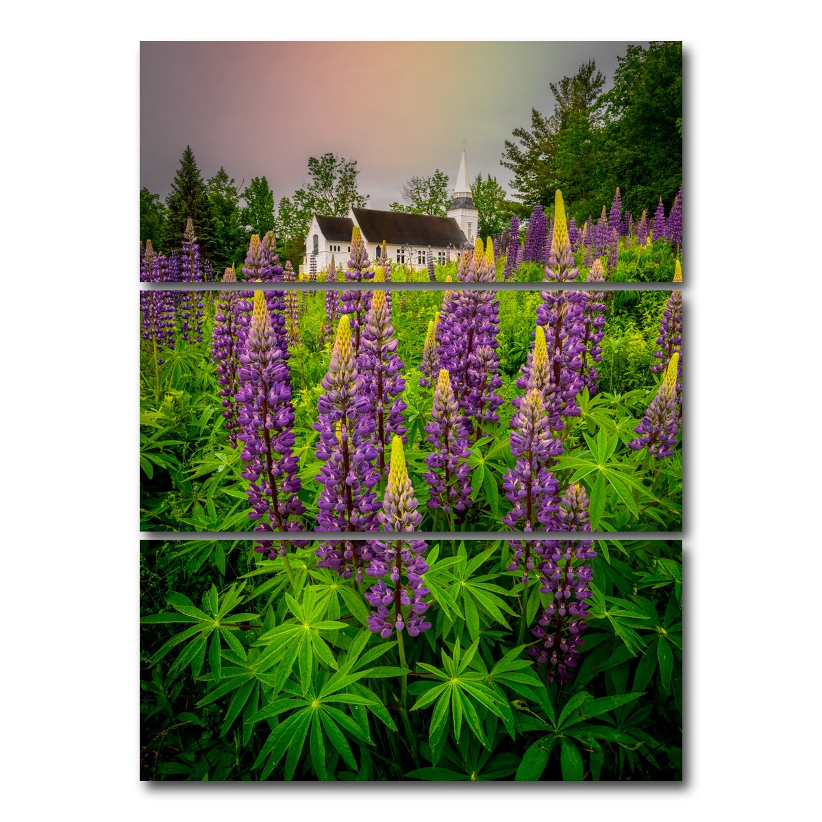 AUTO-MOCKUP WHITE | New Hampshire Lupines | 3 Piece | Gallery Wrap Canvas | group=8x18_stacked
