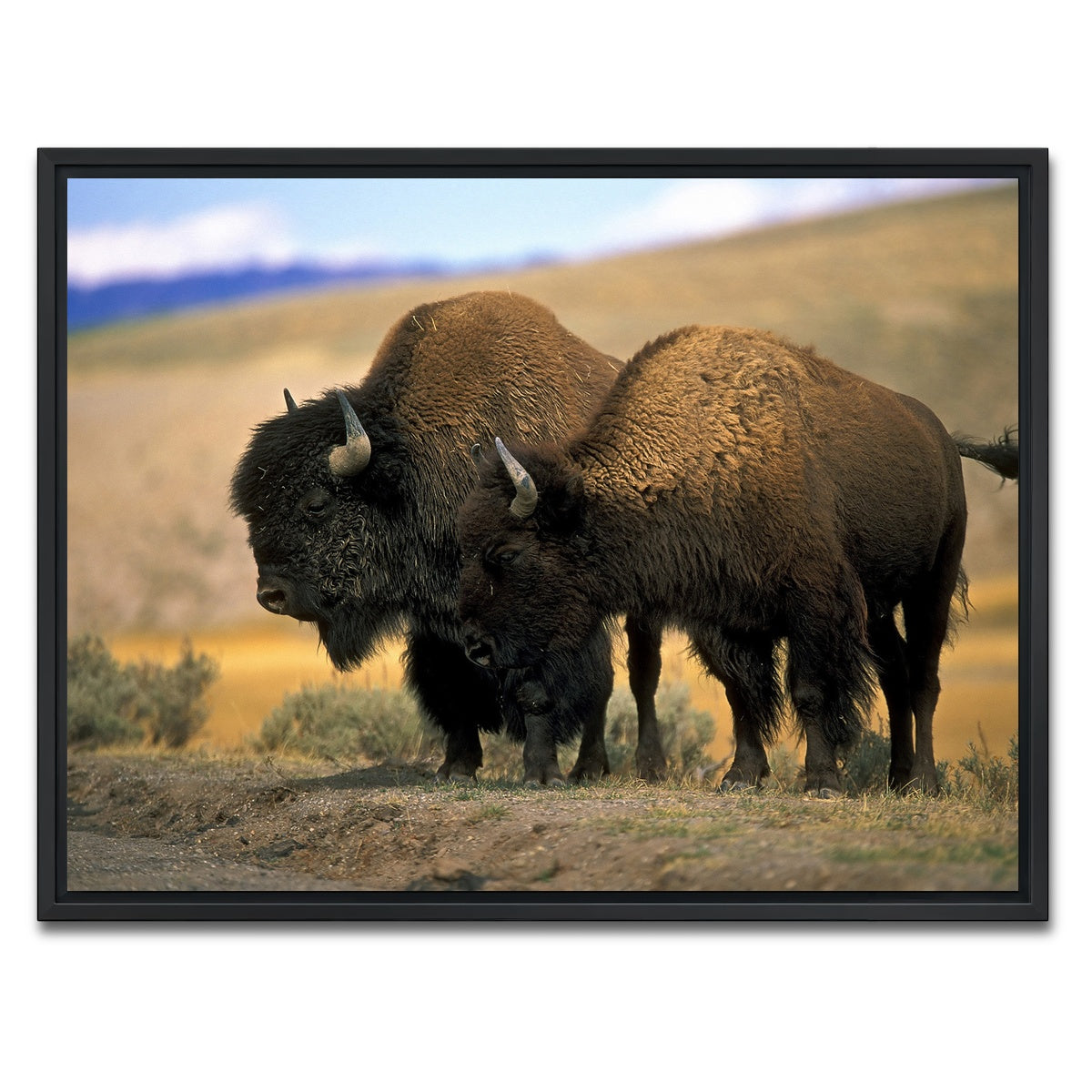 AUTO-MOCKUP WHITE | North American Buffalo | 1 Piece | Black Framed Canvas | group=4x3
