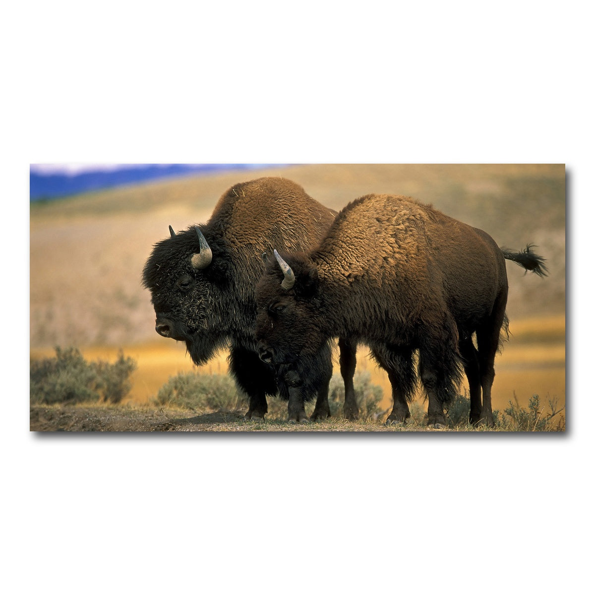 AUTO-MOCKUP WHITE | North American Buffalo | 1 Piece | Gallery Wrap Canvas | group=2x1
