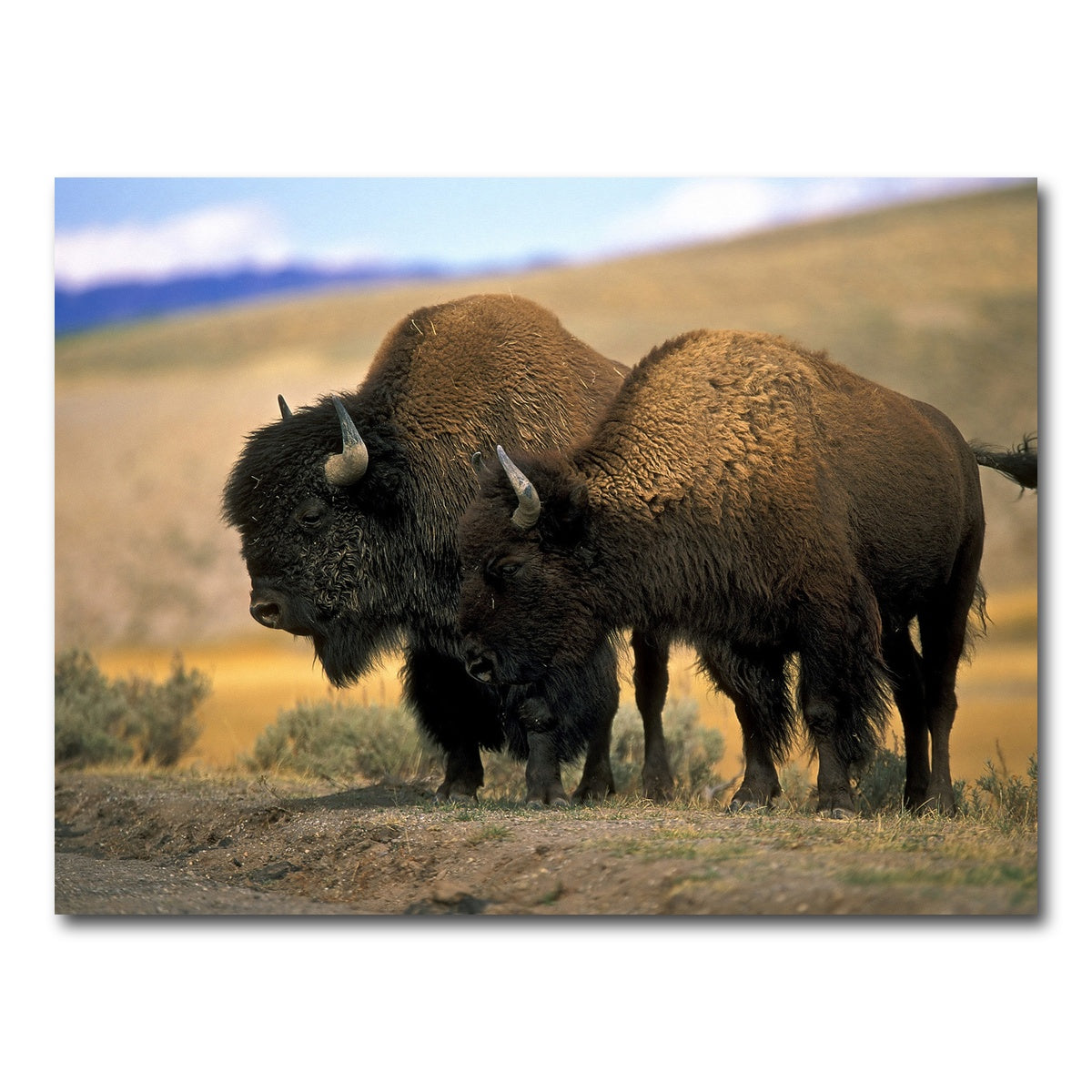 AUTO-MOCKUP WHITE | North American Buffalo | 1 Piece | Gallery Wrap Canvas | group=4x3