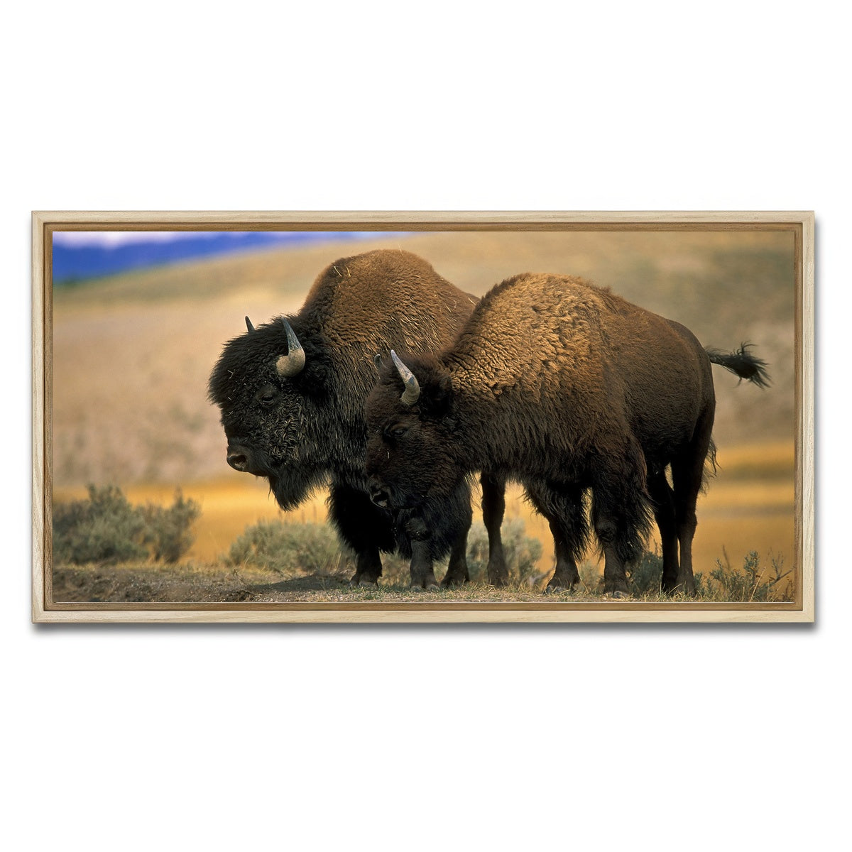 AUTO-MOCKUP WHITE | North American Buffalo | 1 Piece | Natural Framed Canvas | group=2x1