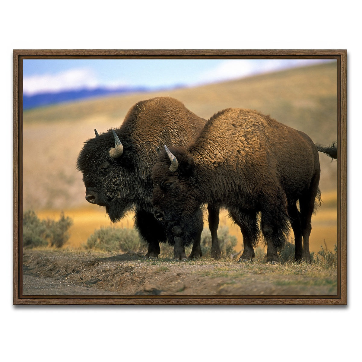 AUTO-MOCKUP WHITE | North American Buffalo | 1 Piece | Walnut Framed Canvas | group=4x3