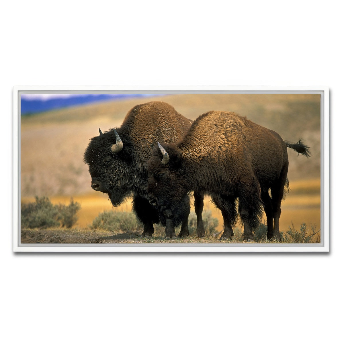 AUTO-MOCKUP WHITE | North American Buffalo | 1 Piece | White Framed Canvas | group=2x1