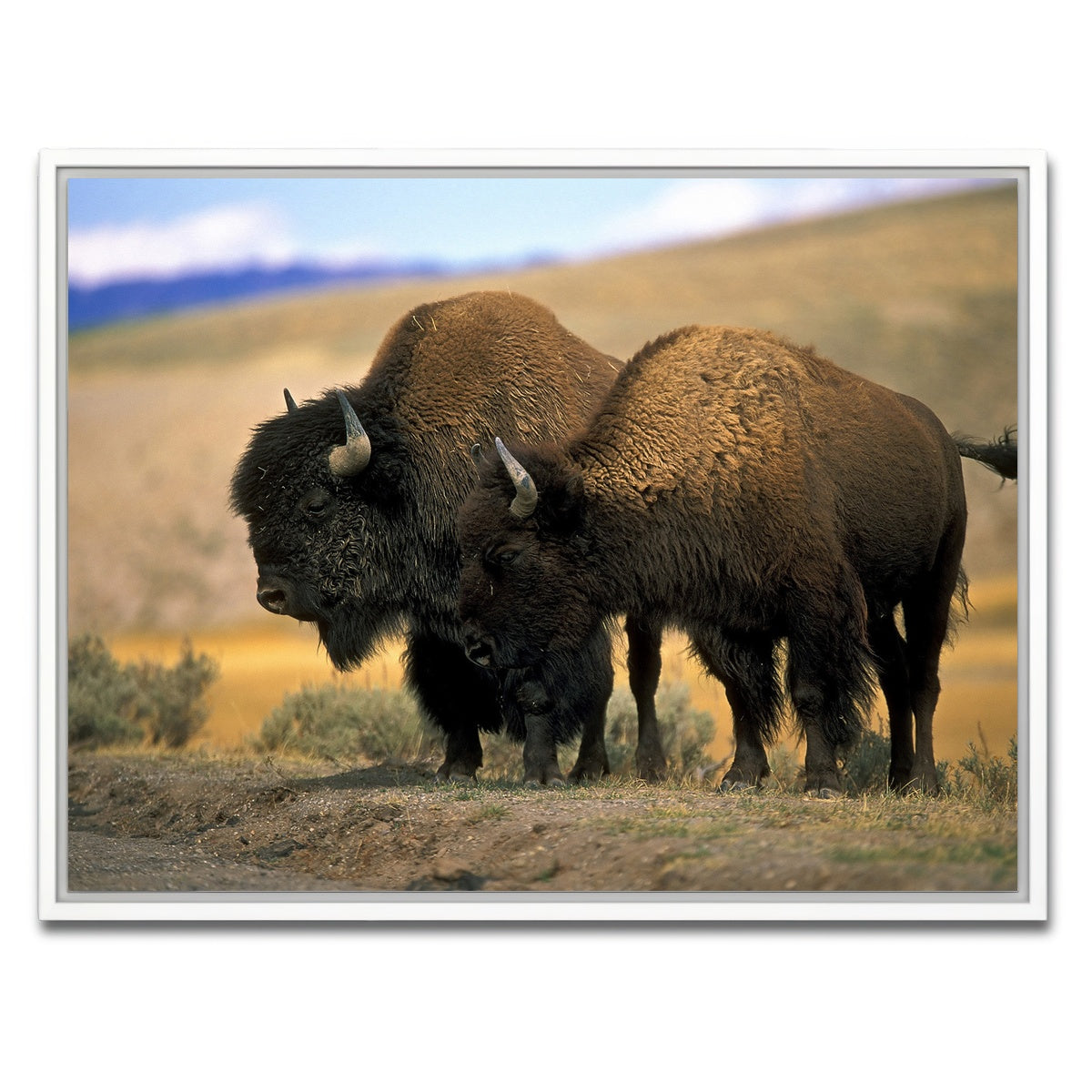 AUTO-MOCKUP WHITE | North American Buffalo | 1 Piece | White Framed Canvas | group=4x3