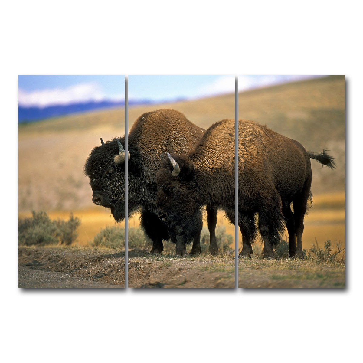 AUTO-MOCKUP WHITE | North American Buffalo | 3 Piece | Gallery Wrap Canvas | group=12x24