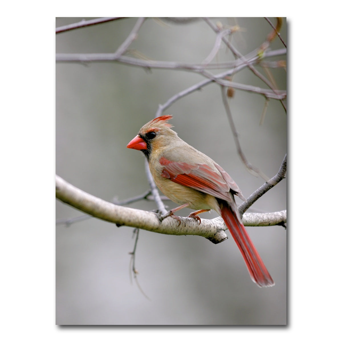 AUTO-MOCKUP WHITE | Northern Cardinal Female | 1 Piece | Gallery Wrap Canvas | group=3x4