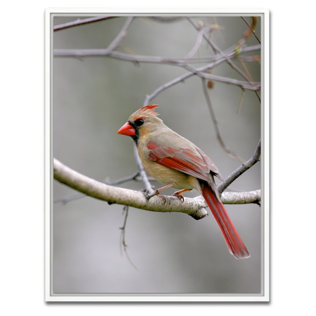 AUTO-MOCKUP WHITE | Northern Cardinal Female | 1 Piece | White Framed Canvas | group=3x4