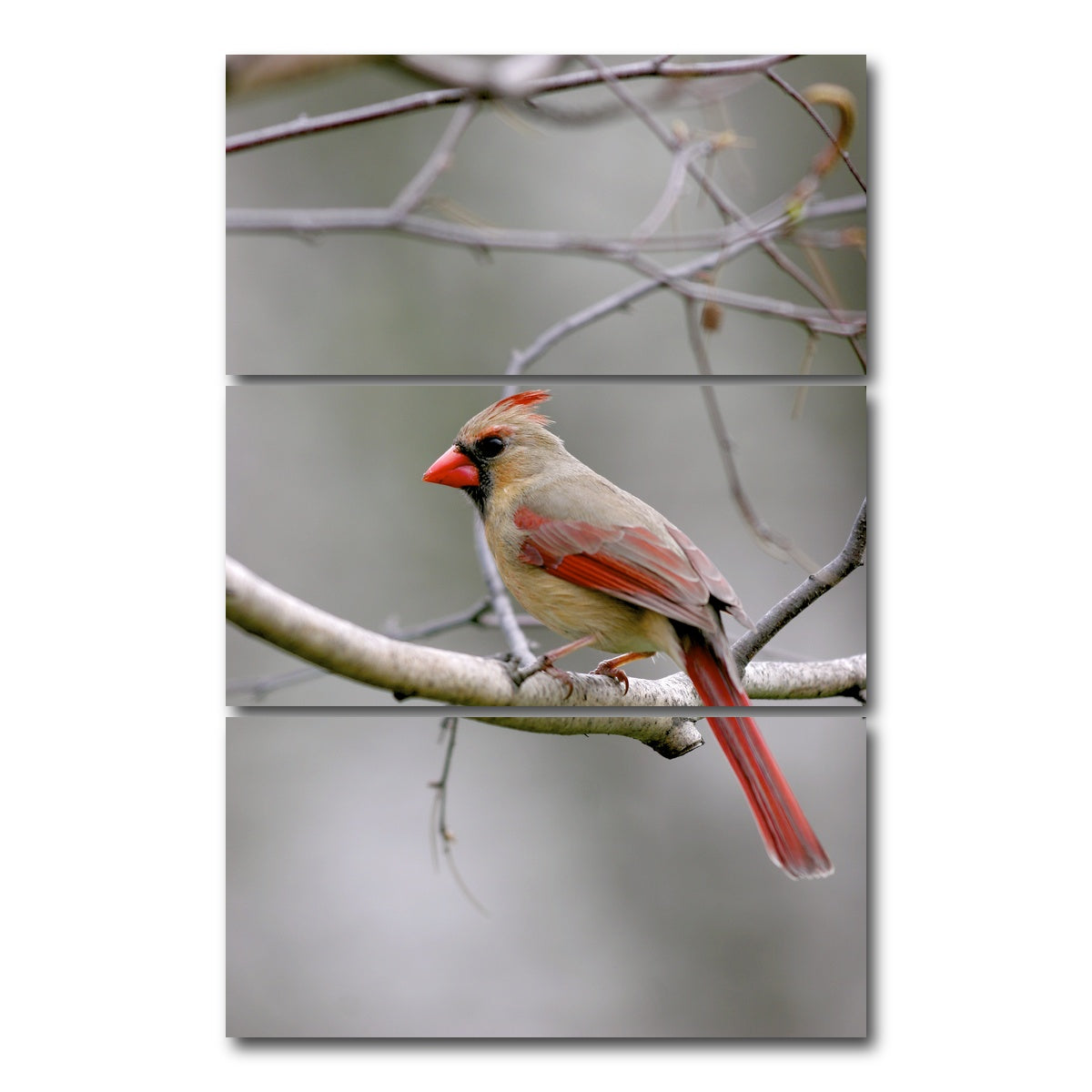 AUTO-MOCKUP WHITE | Northern Cardinal Female | 3 Piece | Gallery Wrap Canvas | group=12x24_stacked