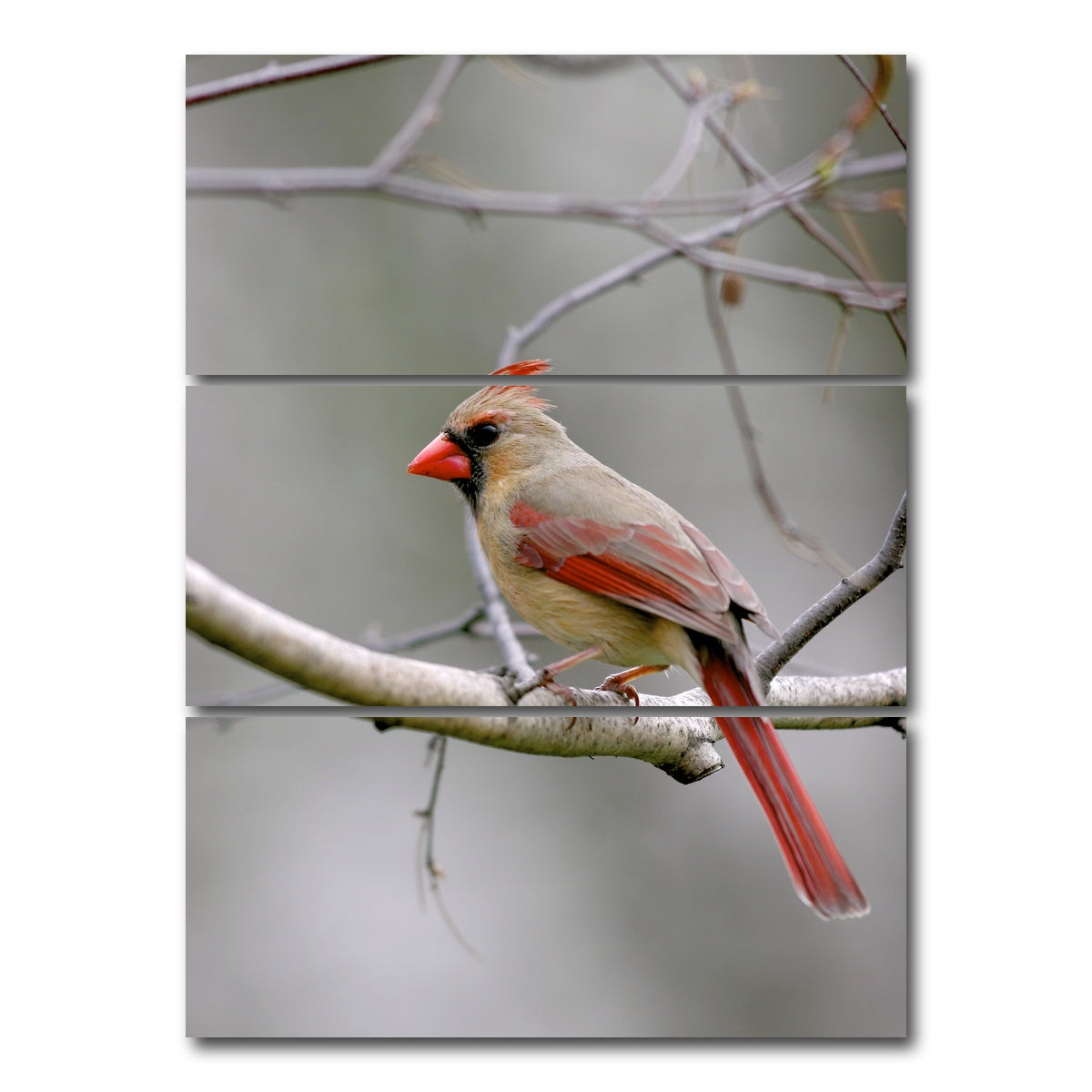 AUTO-MOCKUP WHITE | Northern Cardinal Female | 3 Piece | Gallery Wrap Canvas | group=8x18_stacked