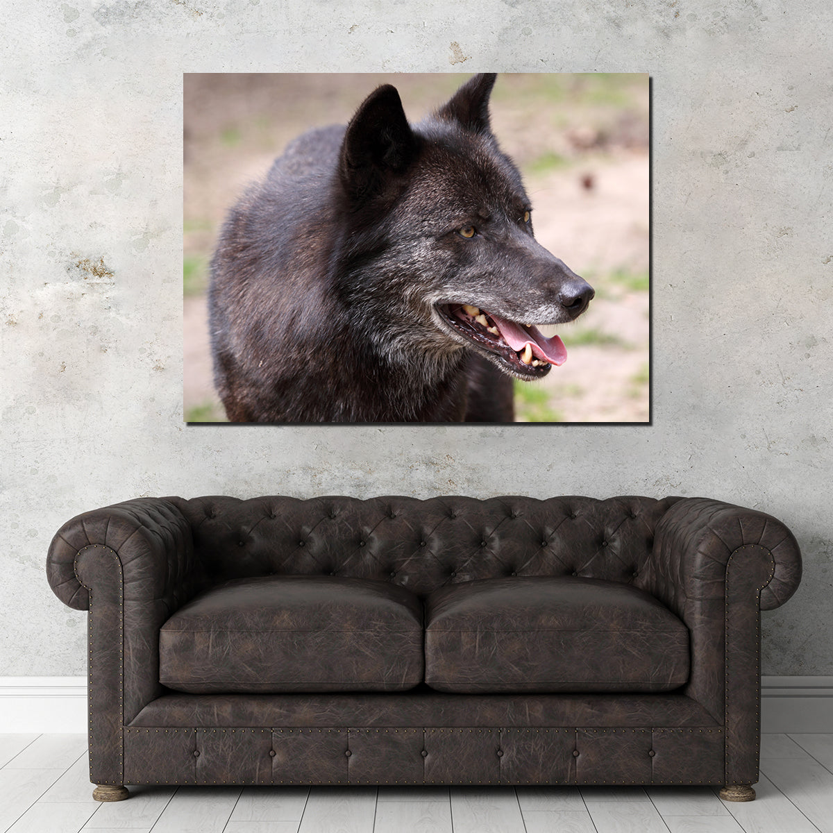 Older Black Wolf Wall Art