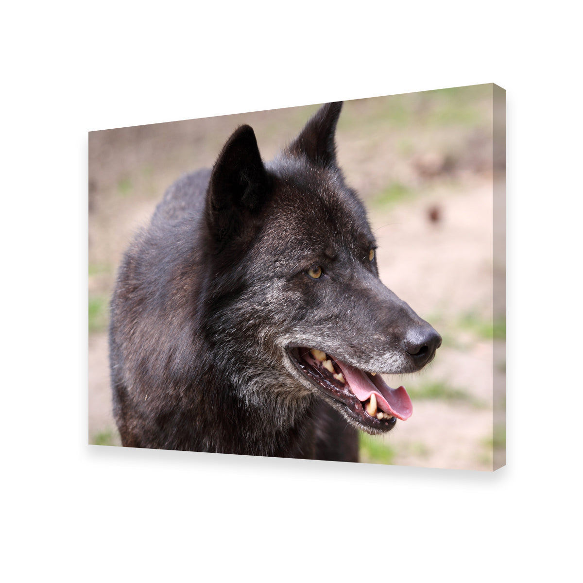Older Black Wolf Wall Art