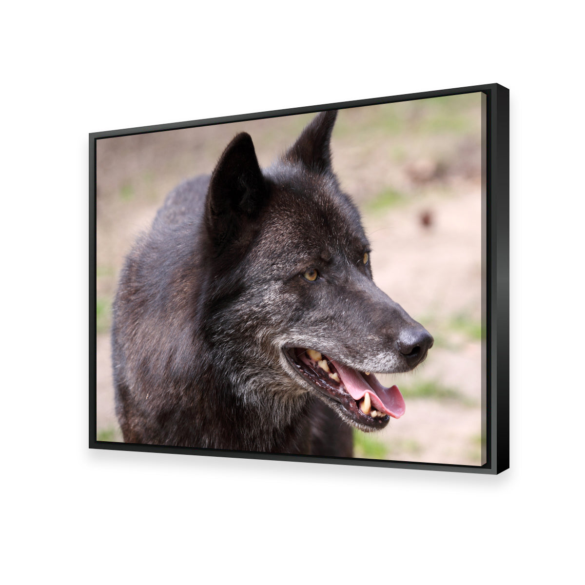 Older Black Wolf Wall Art
