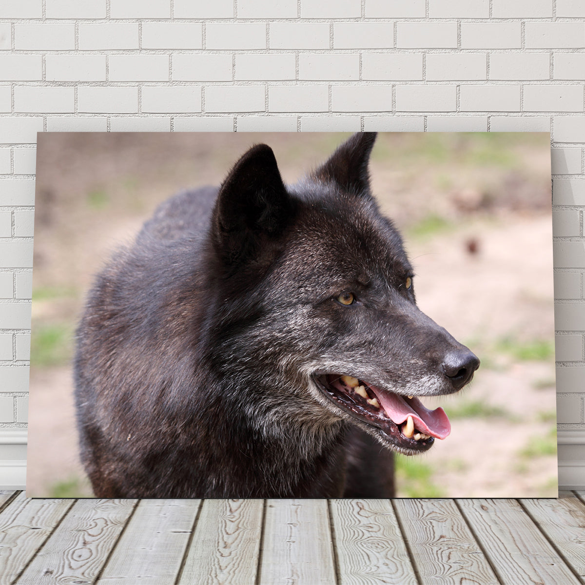 Older Black Wolf Wall Art
