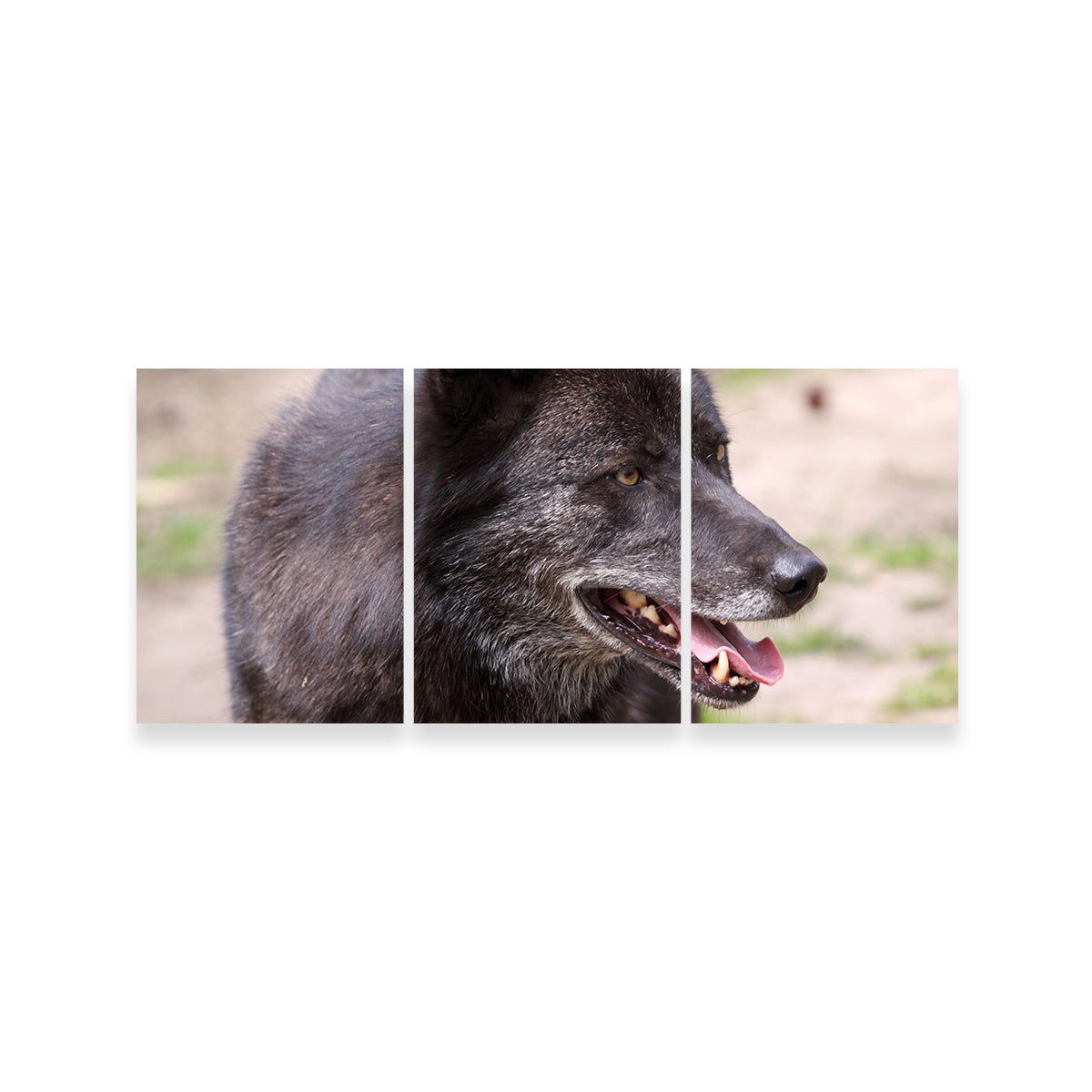 Older Black Wolf Wall Art