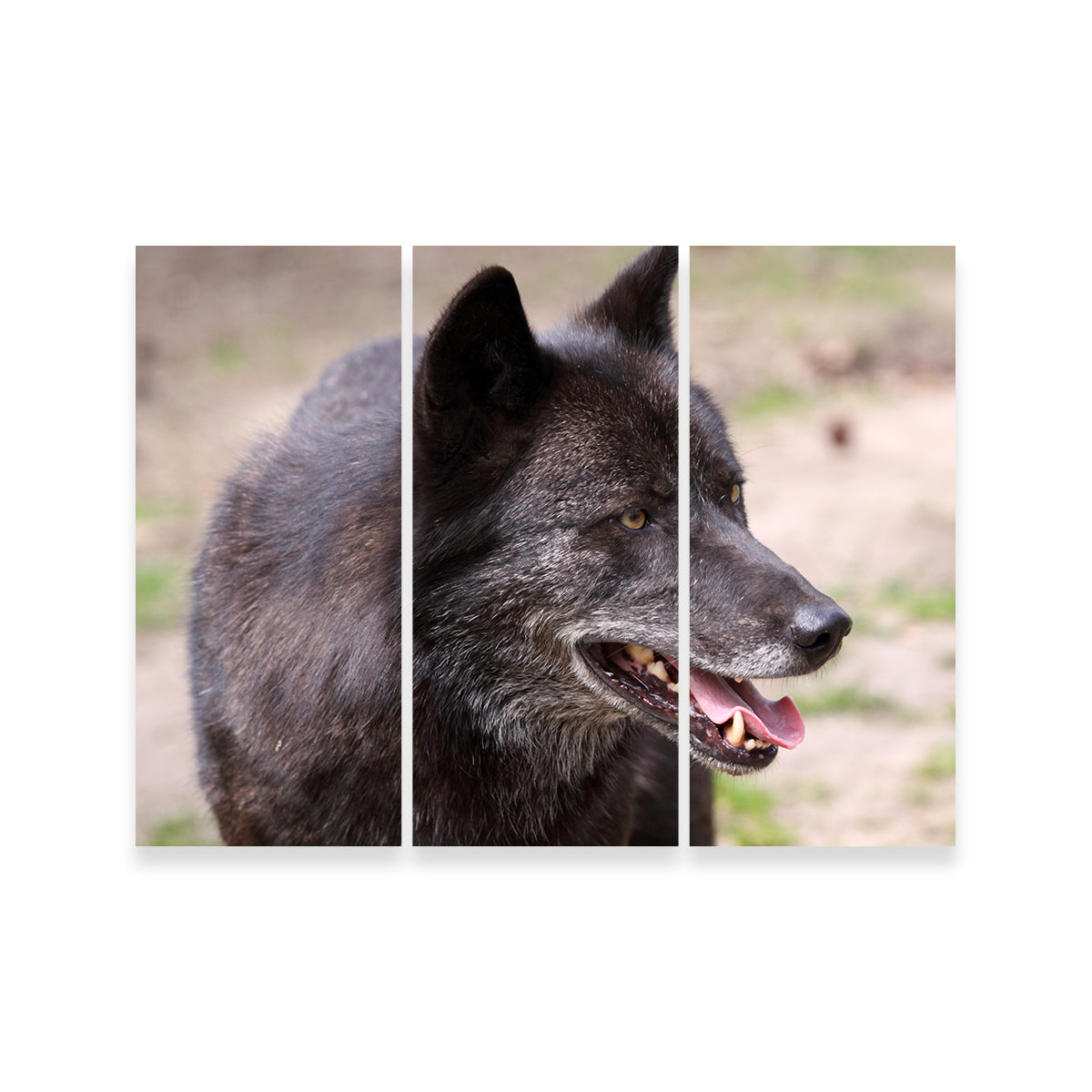 Older Black Wolf Wall Art