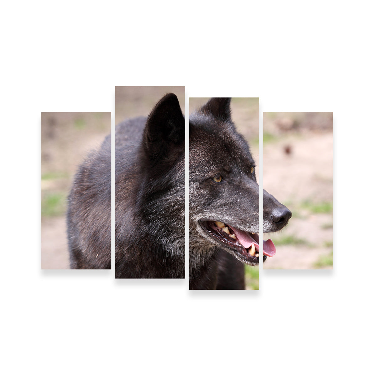 Older Black Wolf Wall Art