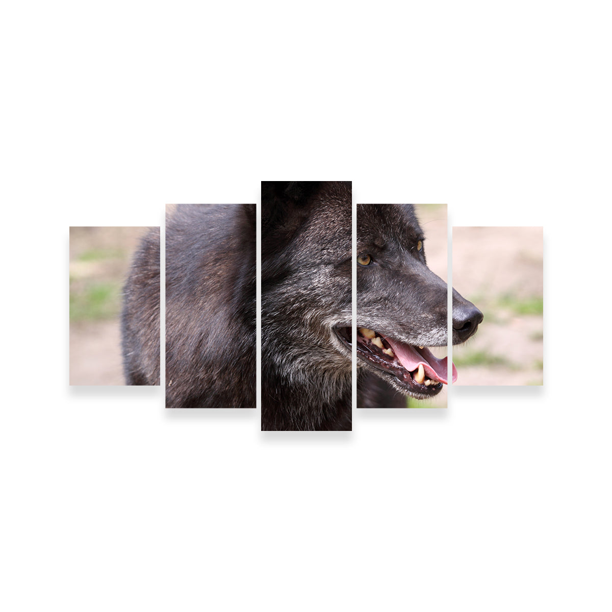 Older Black Wolf Wall Art