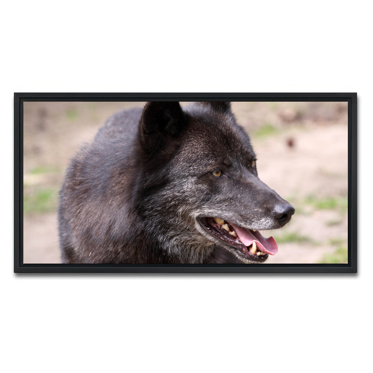 AUTO-MOCKUP WHITE | Older Black Wolf | 1 Piece | Black Framed Canvas | group=2x1