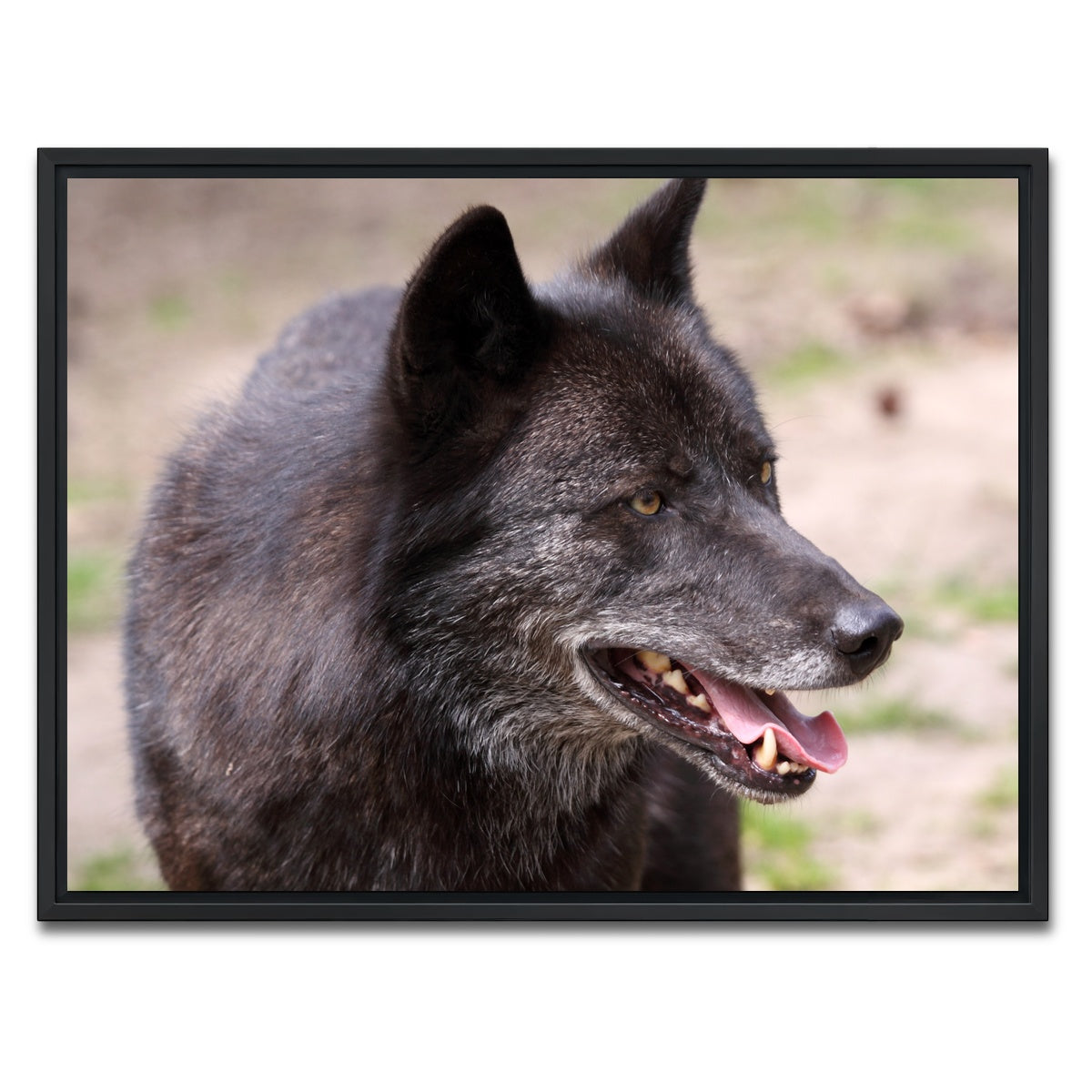 AUTO-MOCKUP WHITE | Older Black Wolf | 1 Piece | Black Framed Canvas | group=4x3