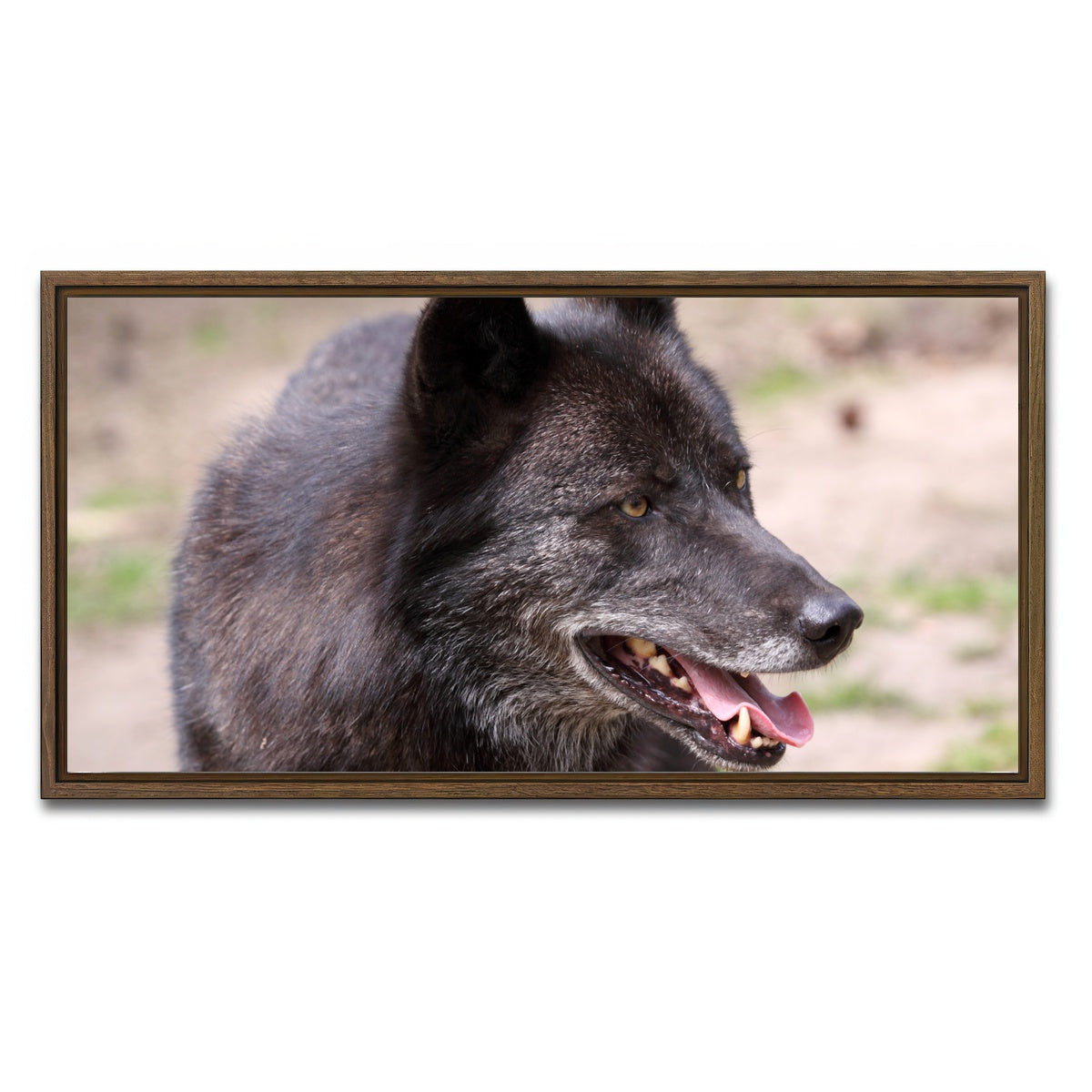 AUTO-MOCKUP WHITE | Older Black Wolf | 1 Piece | Walnut Framed Canvas | group=2x1