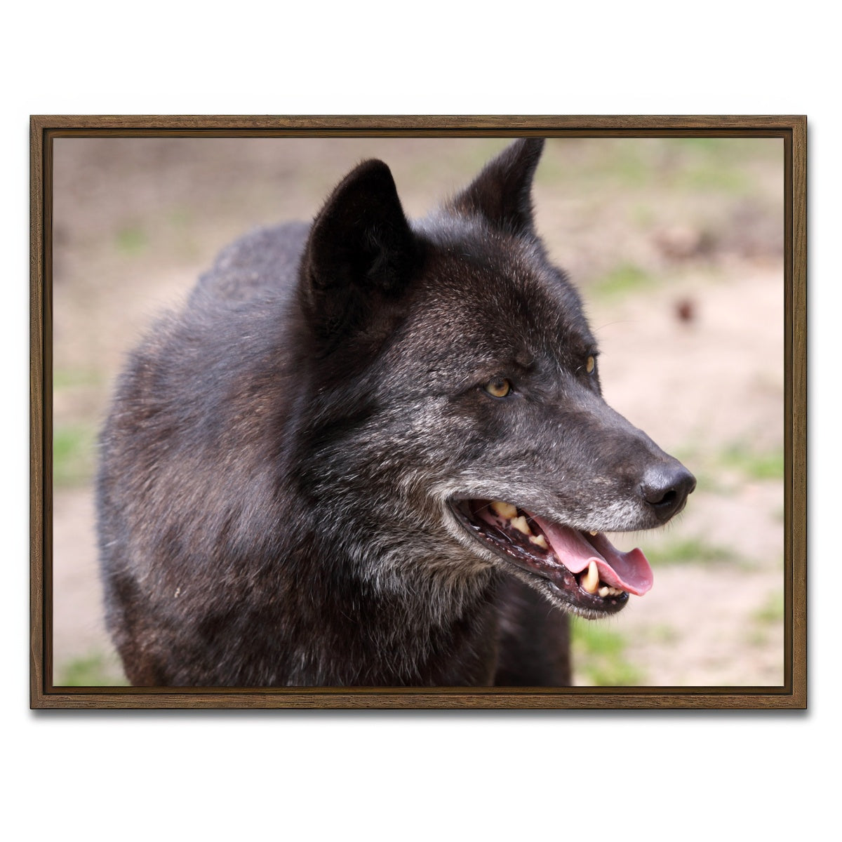 AUTO-MOCKUP WHITE | Older Black Wolf | 1 Piece | Walnut Framed Canvas | group=4x3