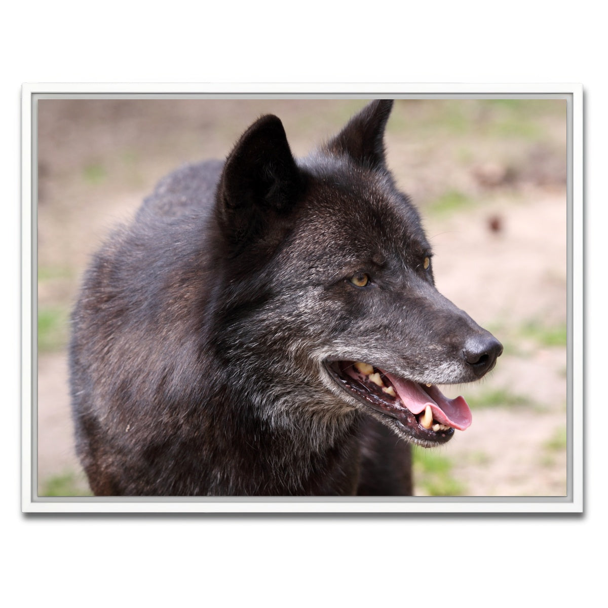 AUTO-MOCKUP WHITE | Older Black Wolf | 1 Piece | White Framed Canvas | group=4x3