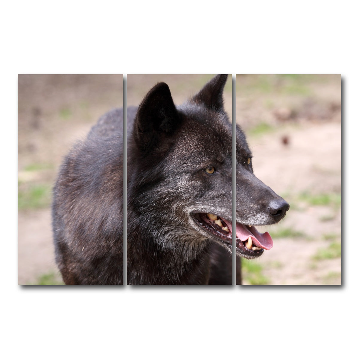 AUTO-MOCKUP WHITE | Older Black Wolf | 3 Piece | Gallery Wrap Canvas | group=12x24
