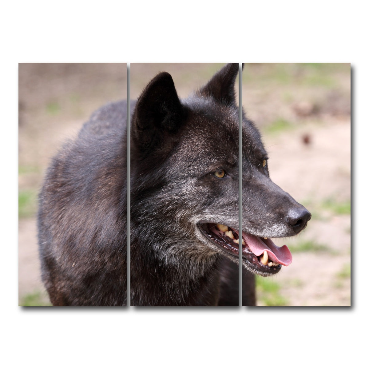 AUTO-MOCKUP WHITE | Older Black Wolf | 3 Piece | Gallery Wrap Canvas | group=8x18