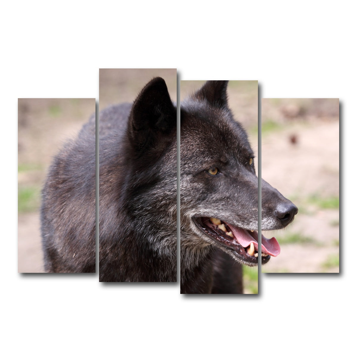 AUTO-MOCKUP WHITE | Older Black Wolf | 4 Piece | Gallery Wrap Canvas | group=4_normal