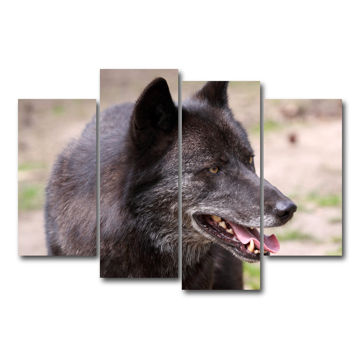 AUTO-MOCKUP WHITE | Older Black Wolf | 4 Piece | Gallery Wrap Canvas | group=4_short