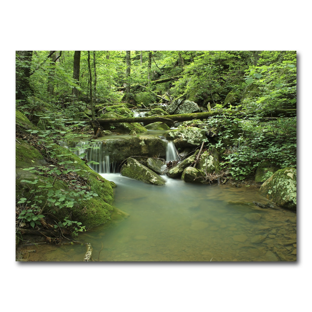 AUTO-MOCKUP WHITE | Ozark National Forest | 1 Piece | Gallery Wrap Canvas | group=4x3