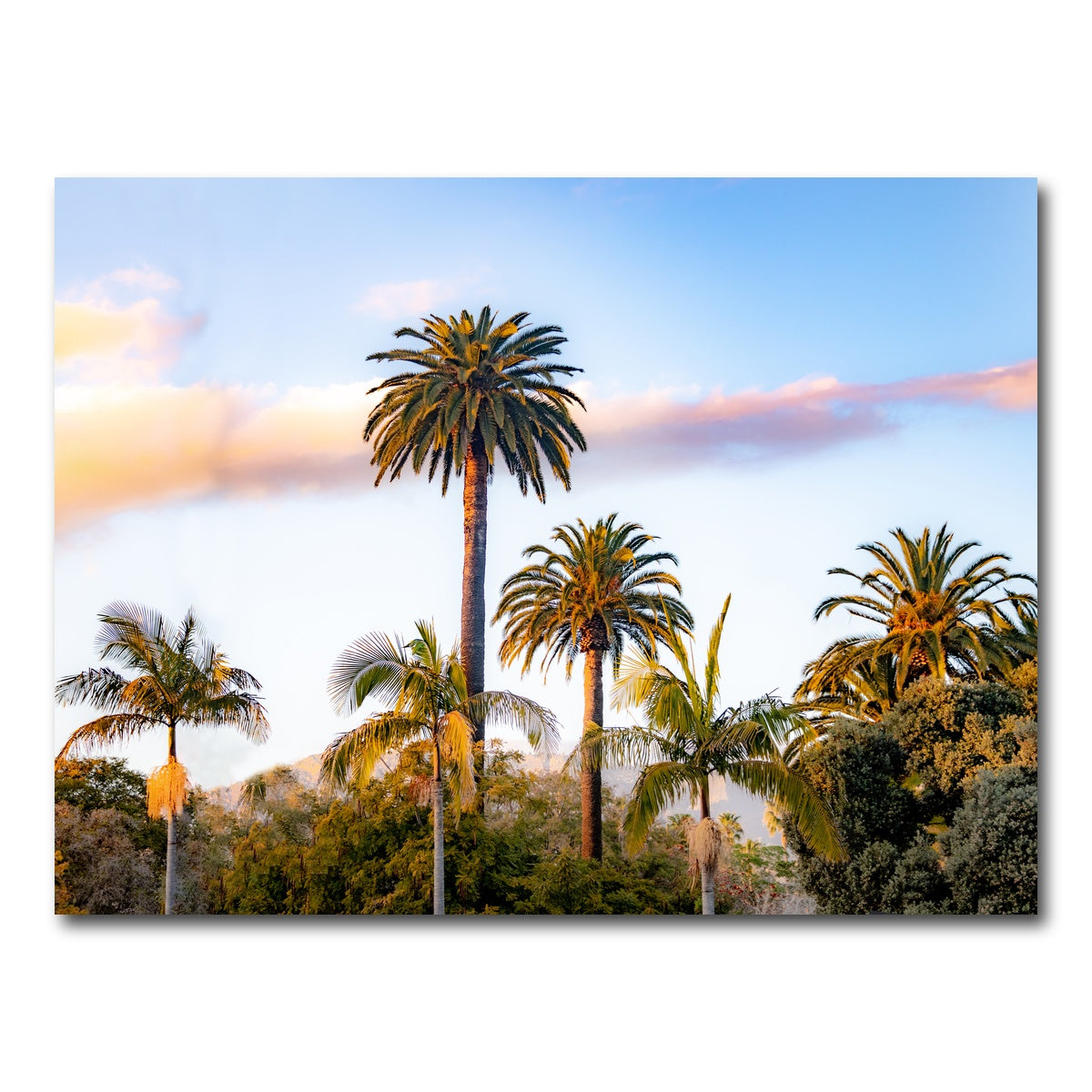 AUTO-MOCKUP WHITE | Palm Trees | 1 Piece | Gallery Wrap Canvas | group=4x3