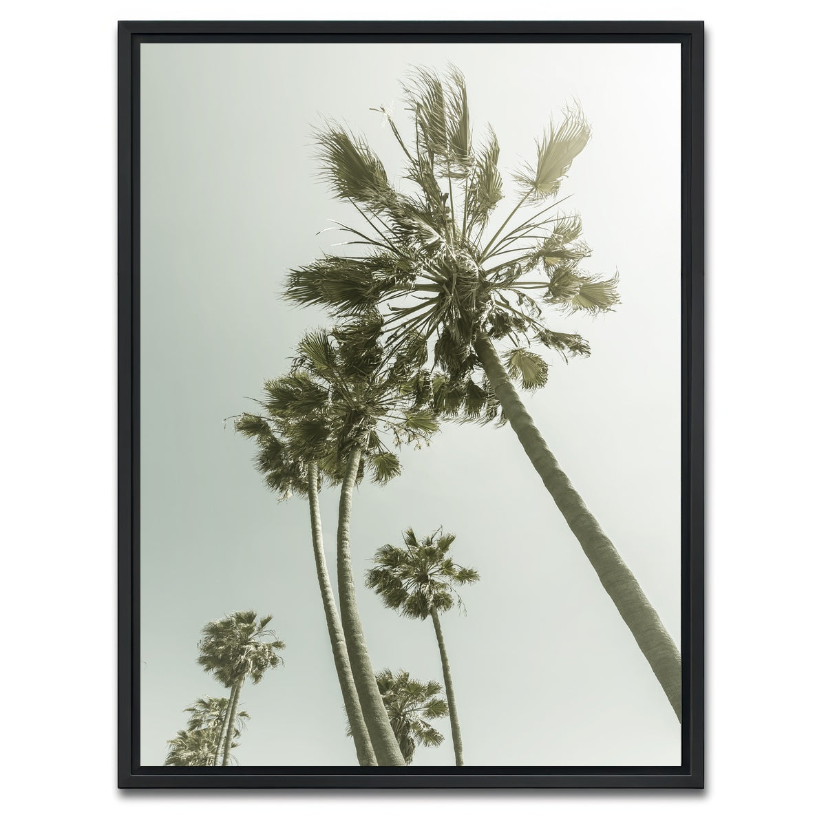 AUTO-MOCKUP WHITE | Palm Trees in the sun | 1 Piece | Black Framed Canvas | group=3x4