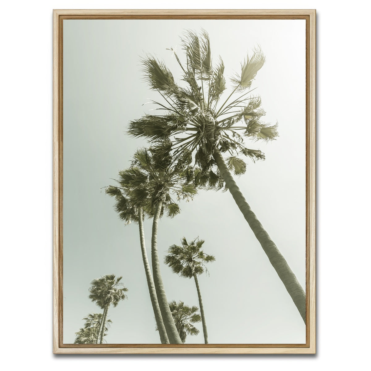 AUTO-MOCKUP WHITE | Palm Trees in the sun | 1 Piece | Natural Framed Canvas | group=3x4