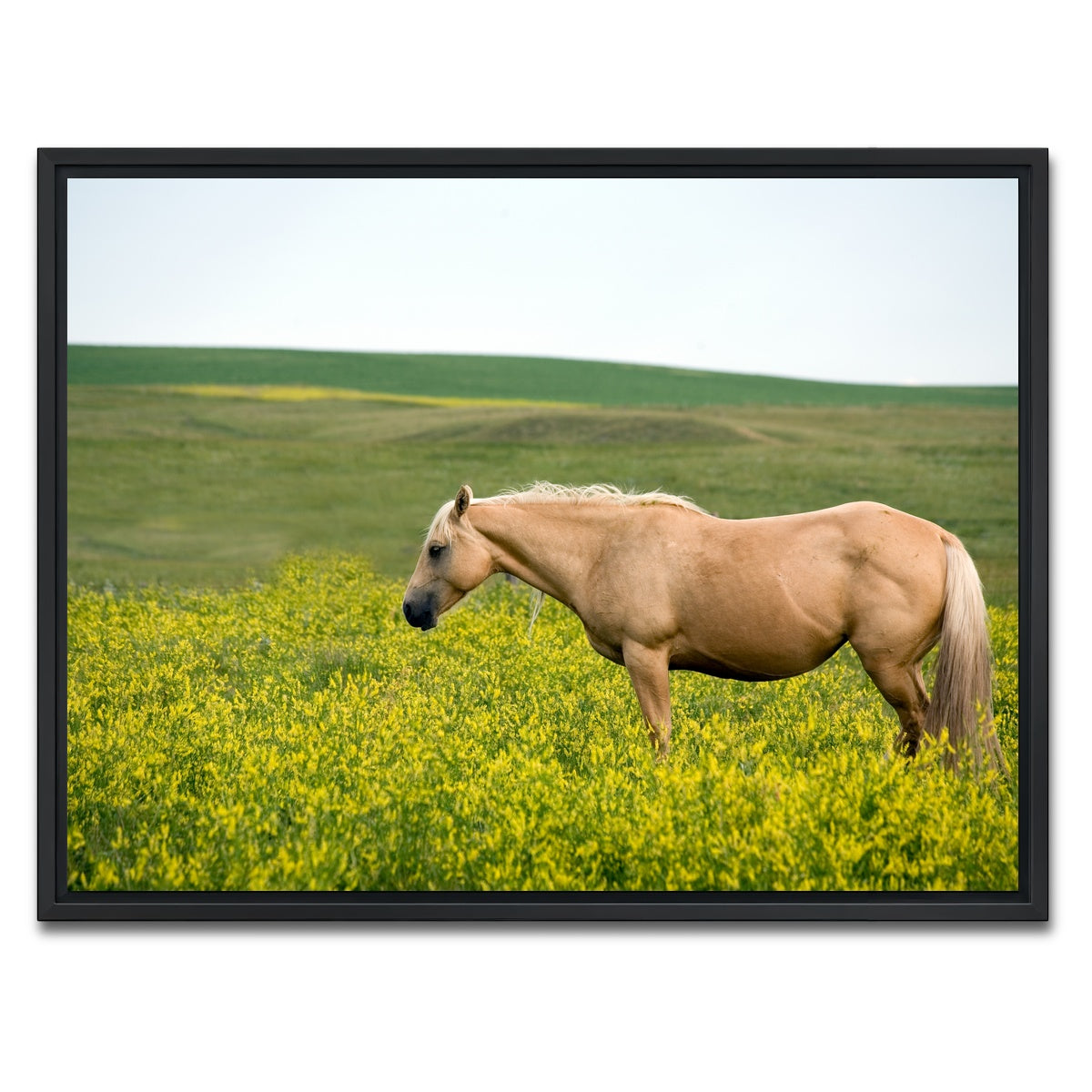 AUTO-MOCKUP WHITE | Palomino quarter horse | 1 Piece | Black Framed Canvas | group=4x3