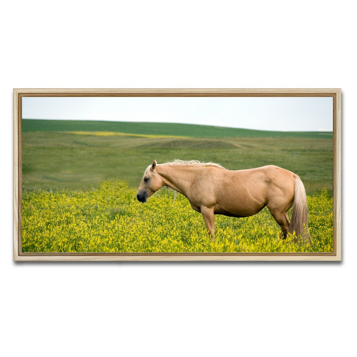 AUTO-MOCKUP WHITE | Palomino quarter horse | 1 Piece | Natural Framed Canvas | group=2x1