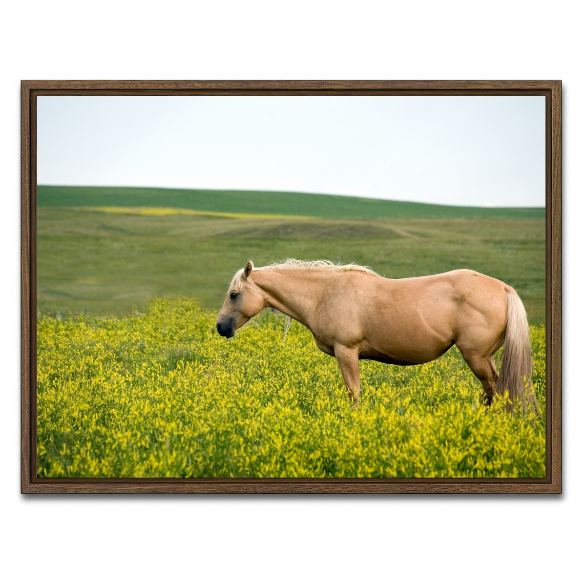 AUTO-MOCKUP WHITE | Palomino quarter horse | 1 Piece | Walnut Framed Canvas | group=4x3