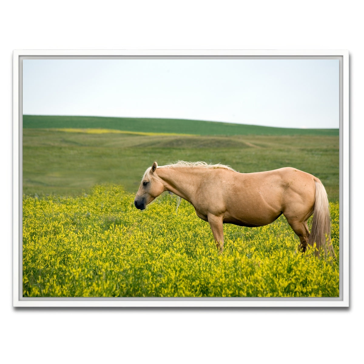 AUTO-MOCKUP WHITE | Palomino quarter horse | 1 Piece | White Framed Canvas | group=4x3