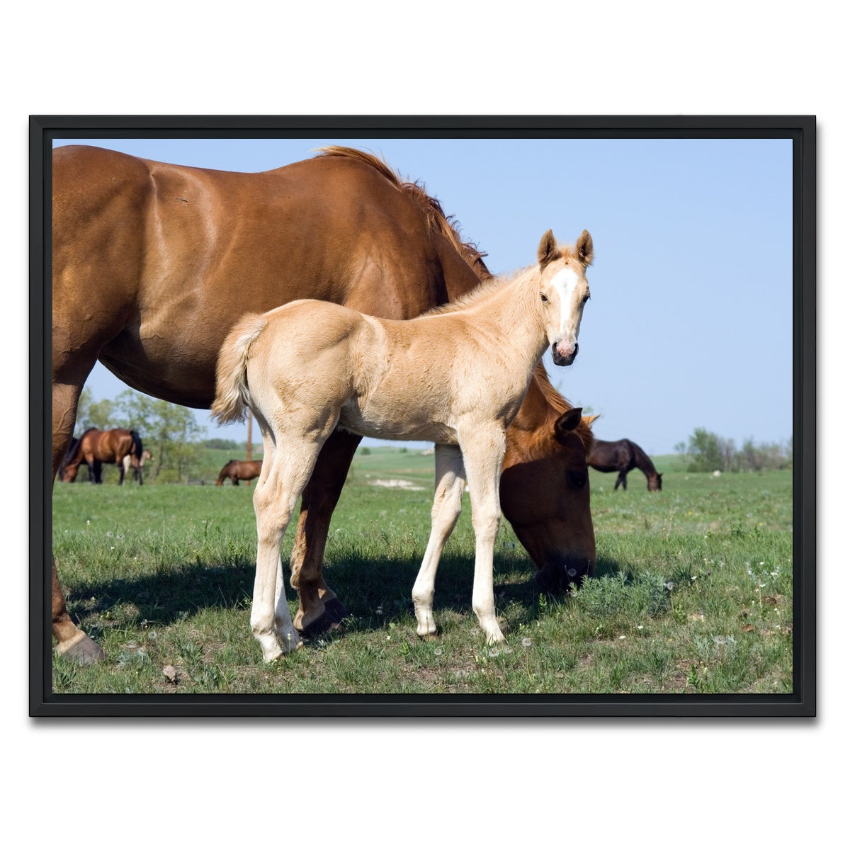 AUTO-MOCKUP WHITE | Palomino quarter horse foal and mare | 1 Piece | Black Framed Canvas | group=4x3