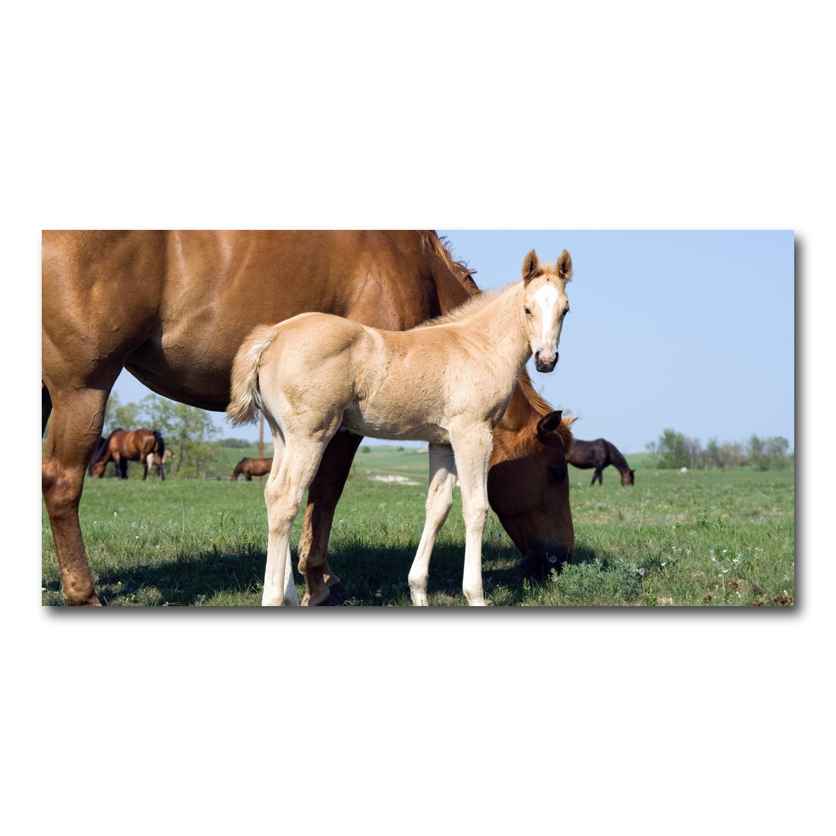 AUTO-MOCKUP WHITE | Palomino quarter horse foal and mare | 1 Piece | Gallery Wrap Canvas | group=2x1