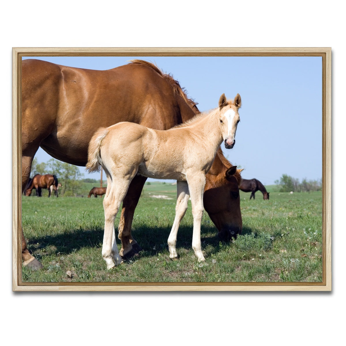 AUTO-MOCKUP WHITE | Palomino quarter horse foal and mare | 1 Piece | Natural Framed Canvas | group=4x3