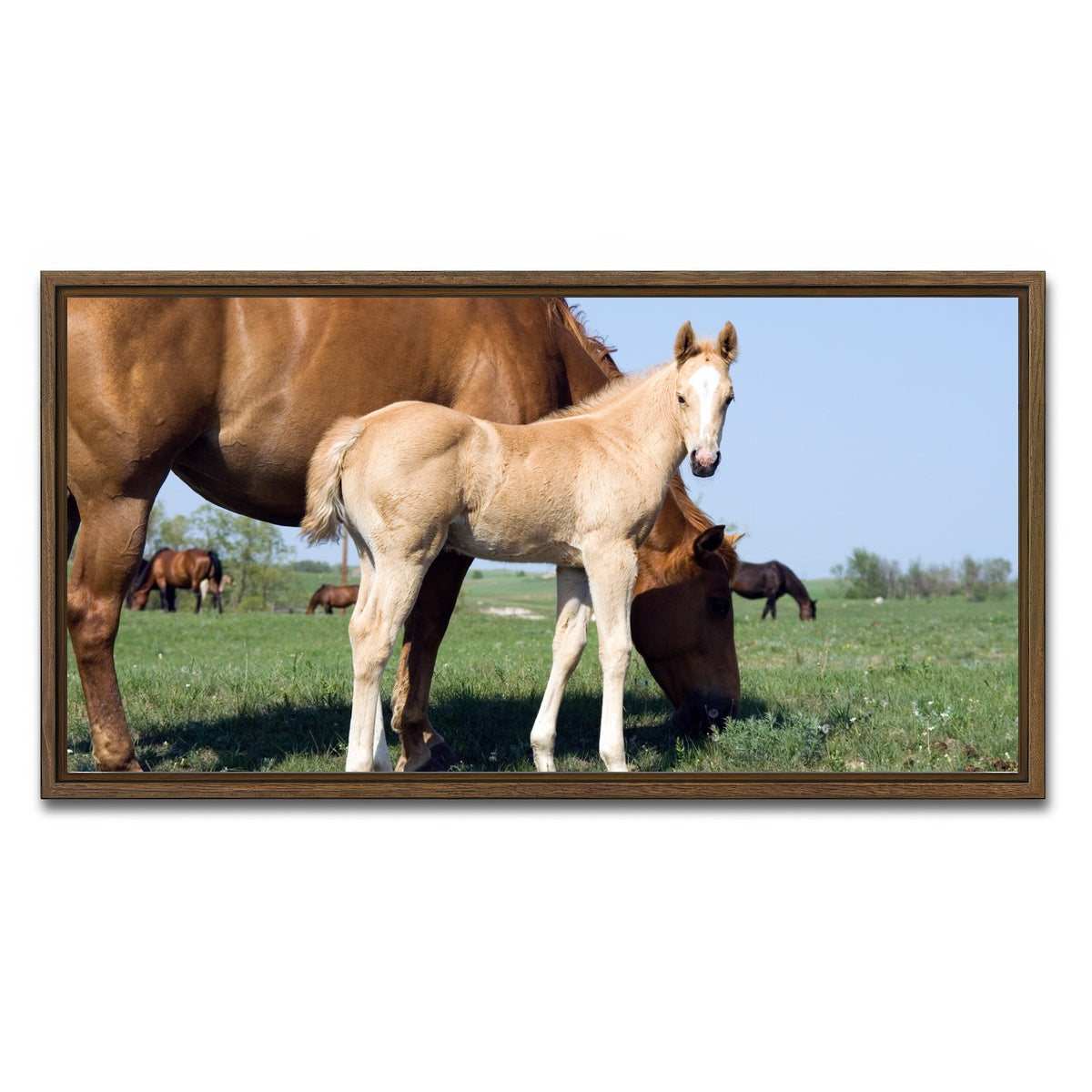 AUTO-MOCKUP WHITE | Palomino quarter horse foal and mare | 1 Piece | Walnut Framed Canvas | group=2x1
