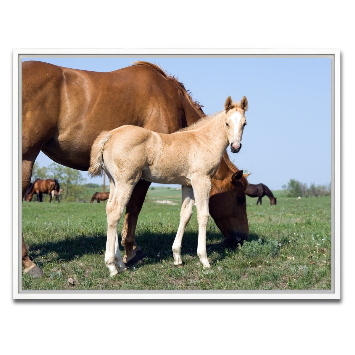AUTO-MOCKUP WHITE | Palomino quarter horse foal and mare | 1 Piece | White Framed Canvas | group=4x3