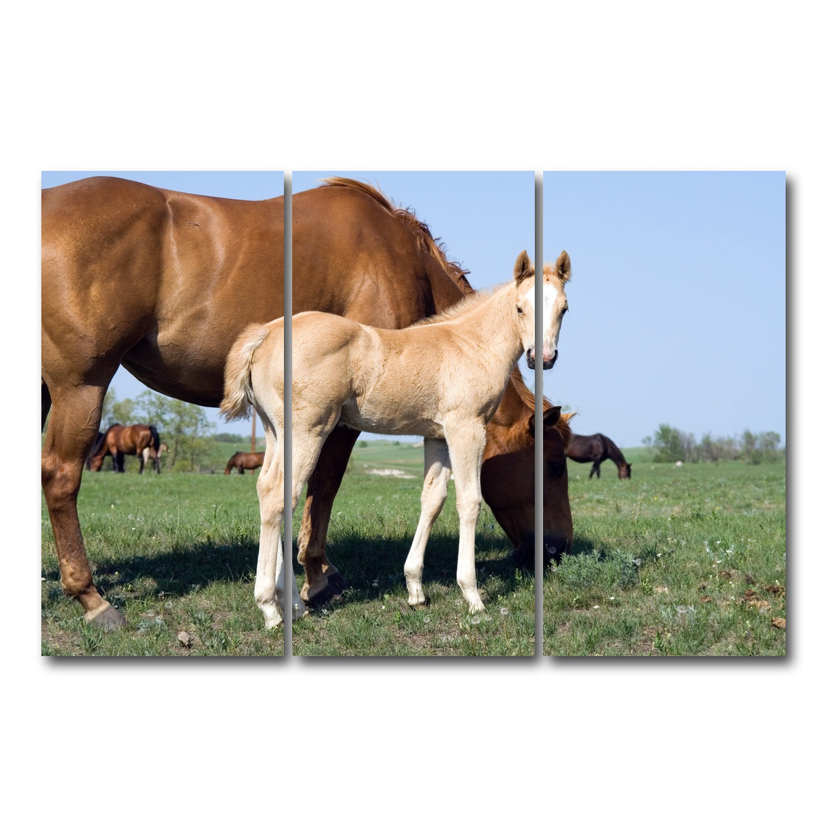 AUTO-MOCKUP WHITE | Palomino quarter horse foal and mare | 3 Piece | Gallery Wrap Canvas | group=12x24