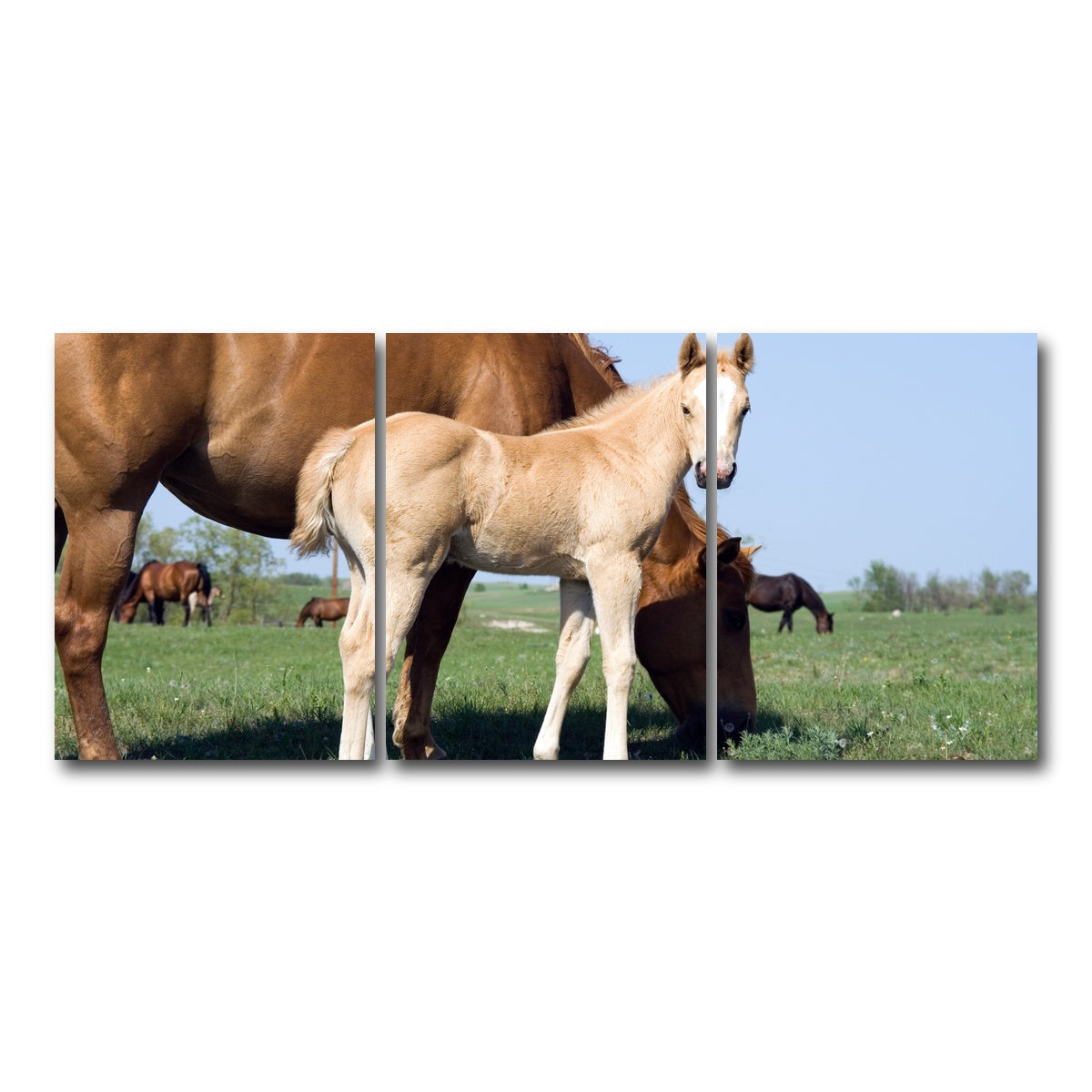 AUTO-MOCKUP WHITE | Palomino quarter horse foal and mare | 3 Piece | Gallery Wrap Canvas | group=18x24