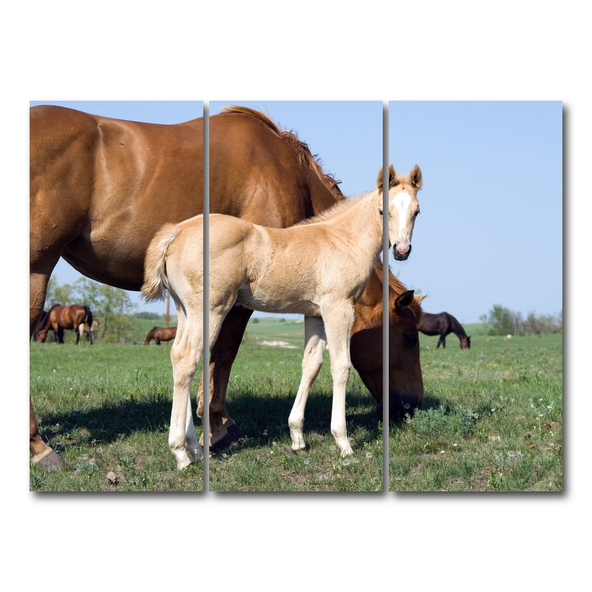 AUTO-MOCKUP WHITE | Palomino quarter horse foal and mare | 3 Piece | Gallery Wrap Canvas | group=8x18