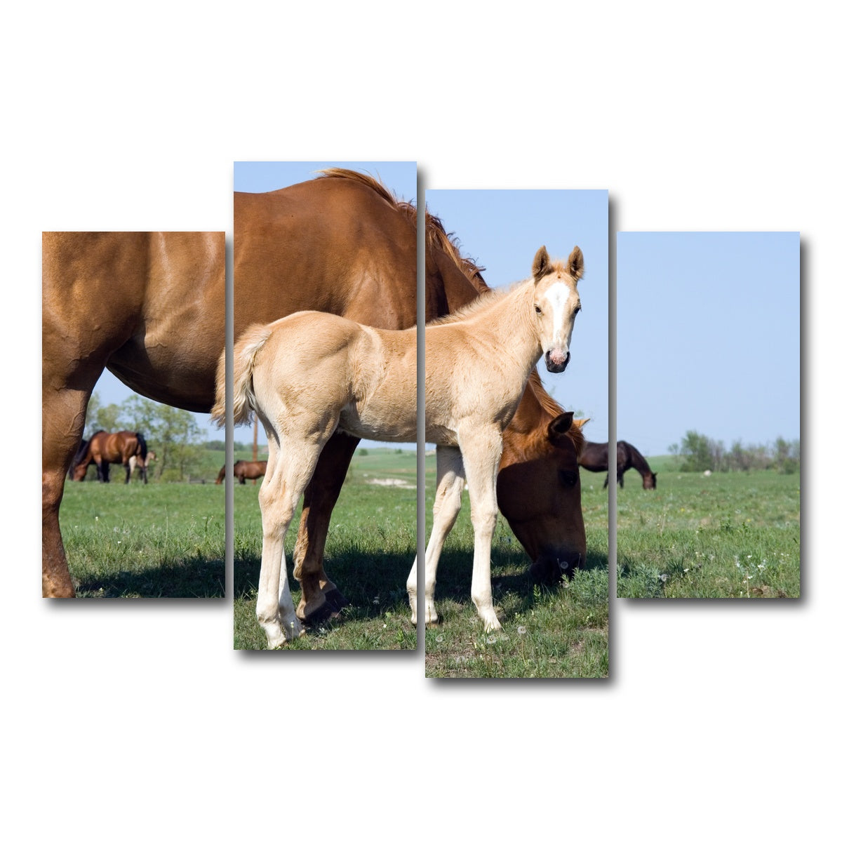 AUTO-MOCKUP WHITE | Palomino quarter horse foal and mare | 4 Piece | Gallery Wrap Canvas | group=4_short