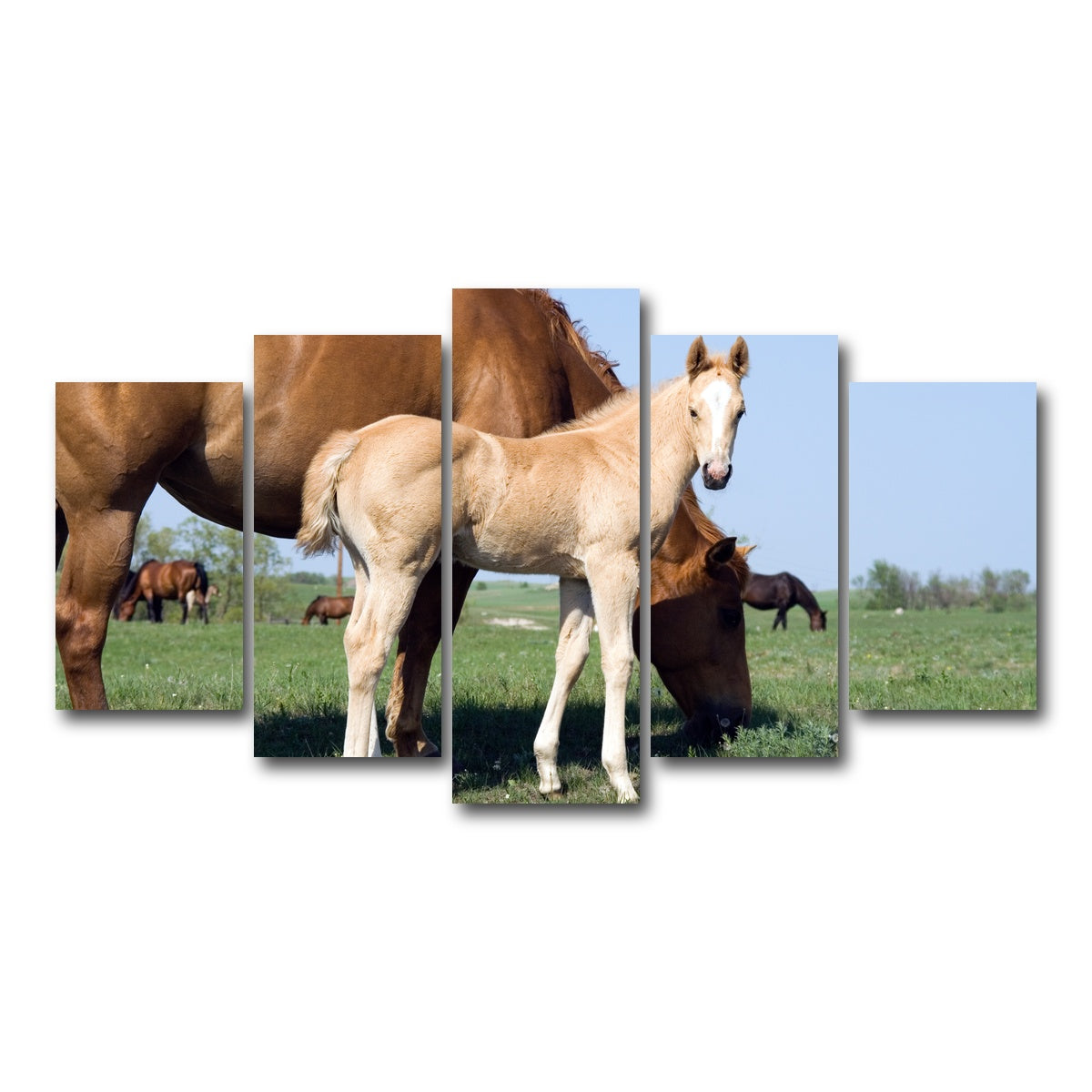 AUTO-MOCKUP WHITE | Palomino quarter horse foal and mare | 5 Piece | Gallery Wrap Canvas | group=5_normal